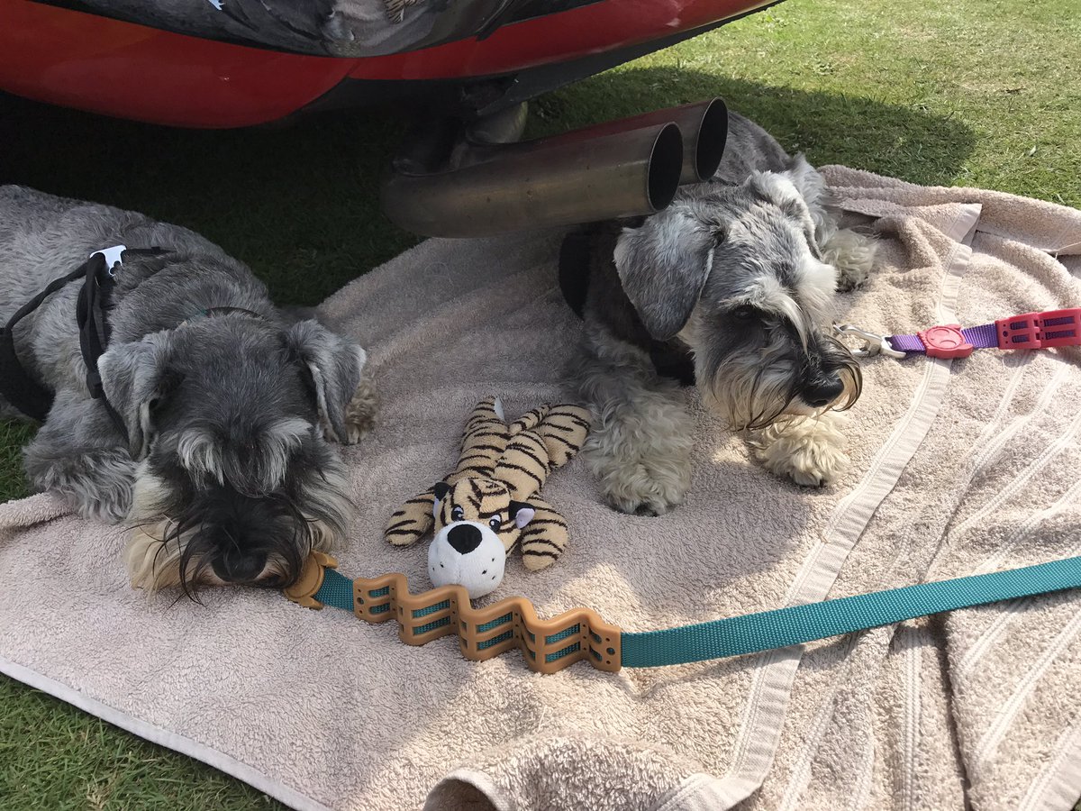 RocksFiff's tweet image. Rocks : Gracie won on the tombola - appawently we now have to pwetend to be a furmum and furdad - girls! 🙄#SchnauzerGang #rathernot