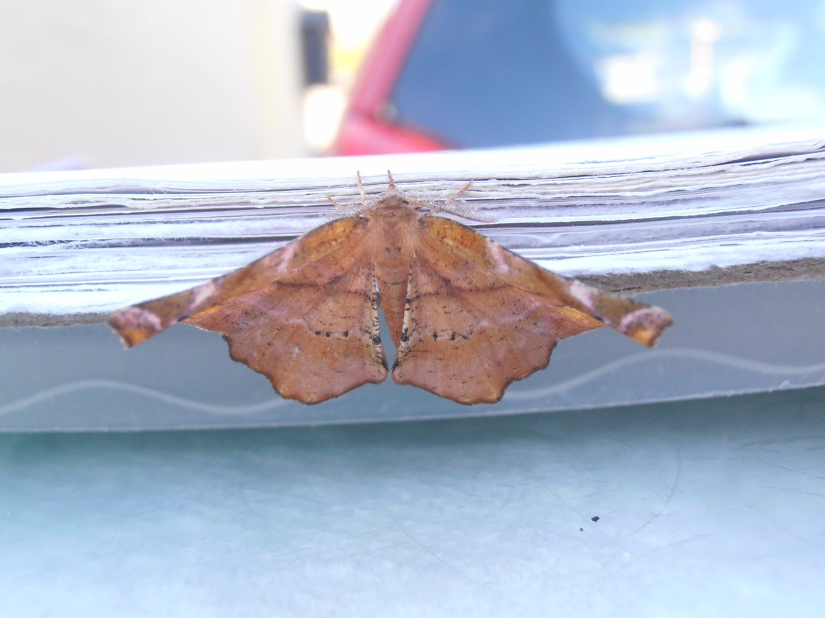 Davbro703's tweet photo. A nice lifer, Lilac Beauty. #teammoth @MothsUKFT https://t.co/0aSK7Fgxuj