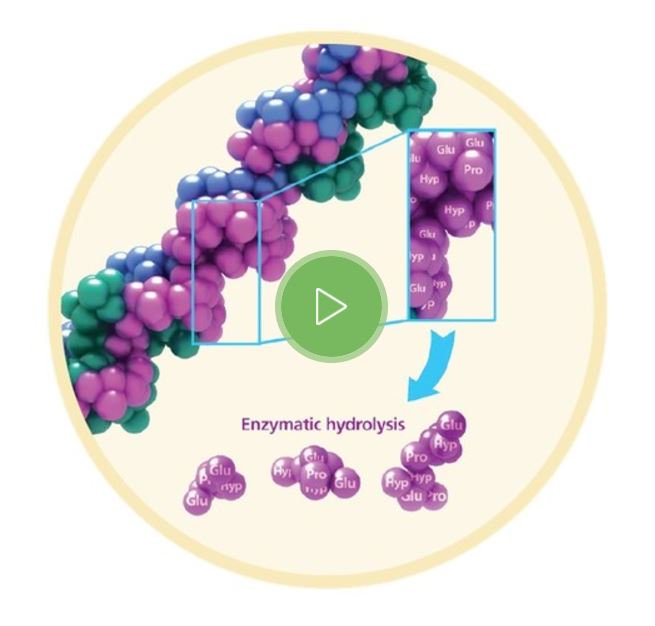 Wonder how collagen peptides are made? peptan.com/about-peptan/w… via @Peptan_Global
