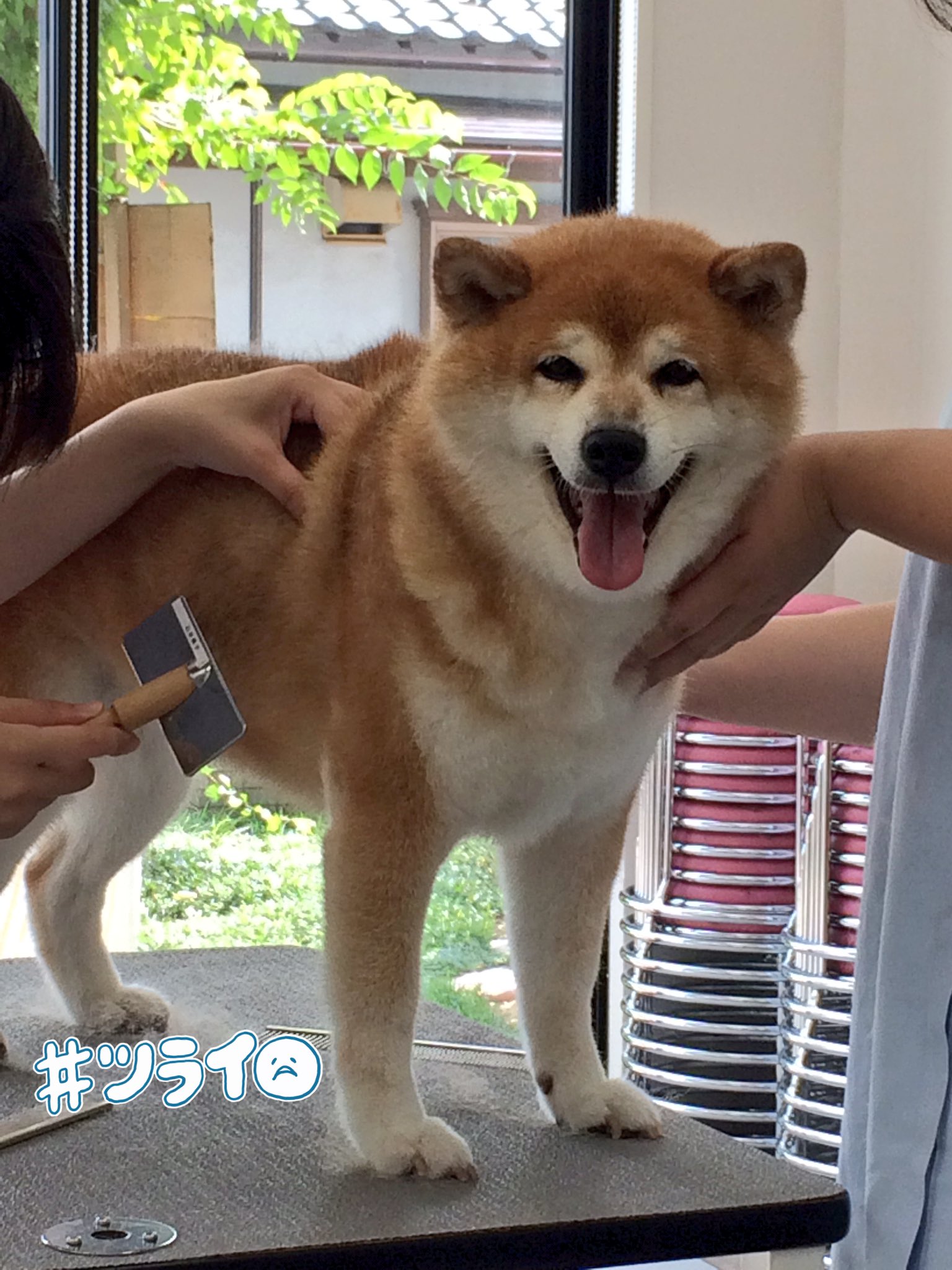 ゆきまる 柴犬のハナ Amp サクラちゃん トリミングが苦手なんです 柴犬はそういう子が多い やーめーてー とシャワー時に叫んだり まだ終わらない 続くシャンプー と悲しい顔で一点を見つめる 我慢してくれてありがとう トリミング