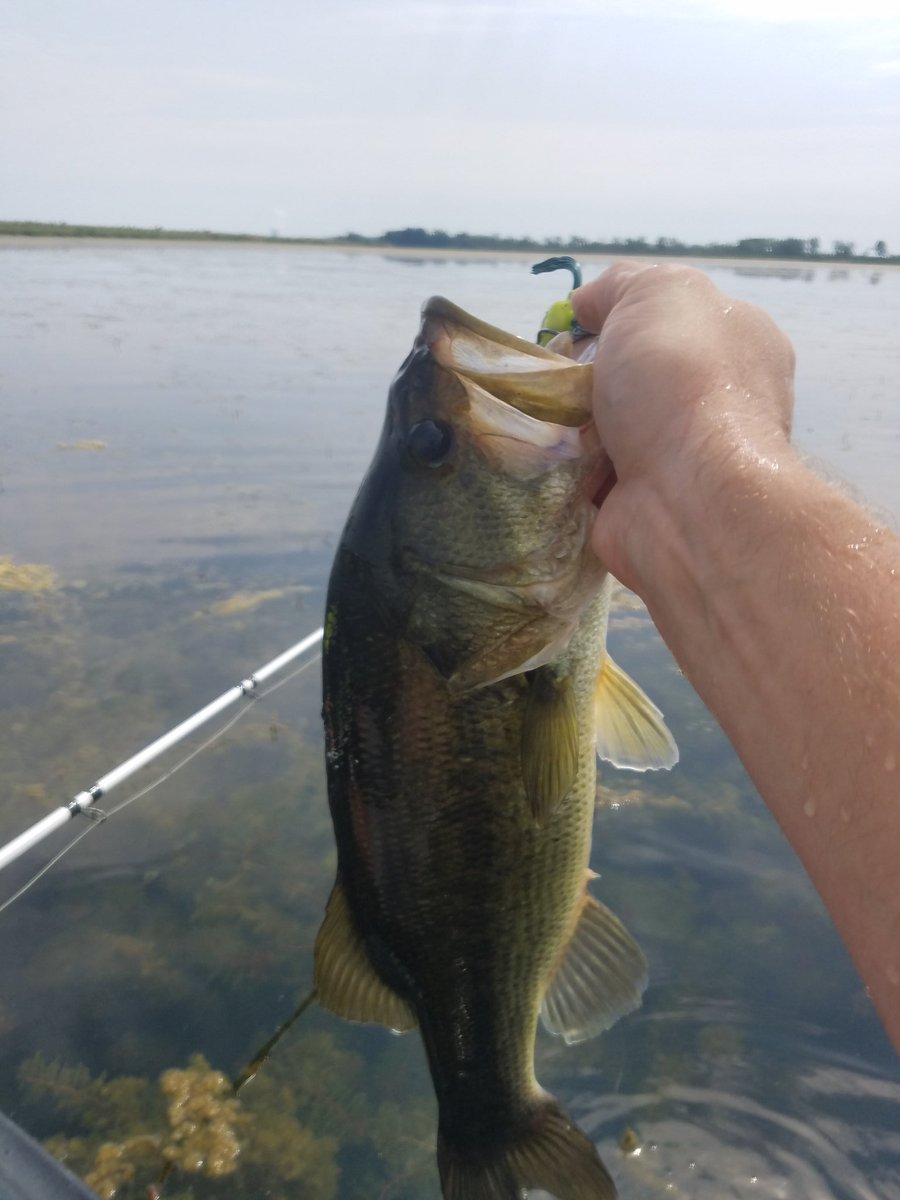 TheWildBuckeye's tweet photo. It's the most wonderful time of the year! #frogfishin #topwater #largemouthbass #kayakfishing #yakbass https://t.co/yEFHoazTie