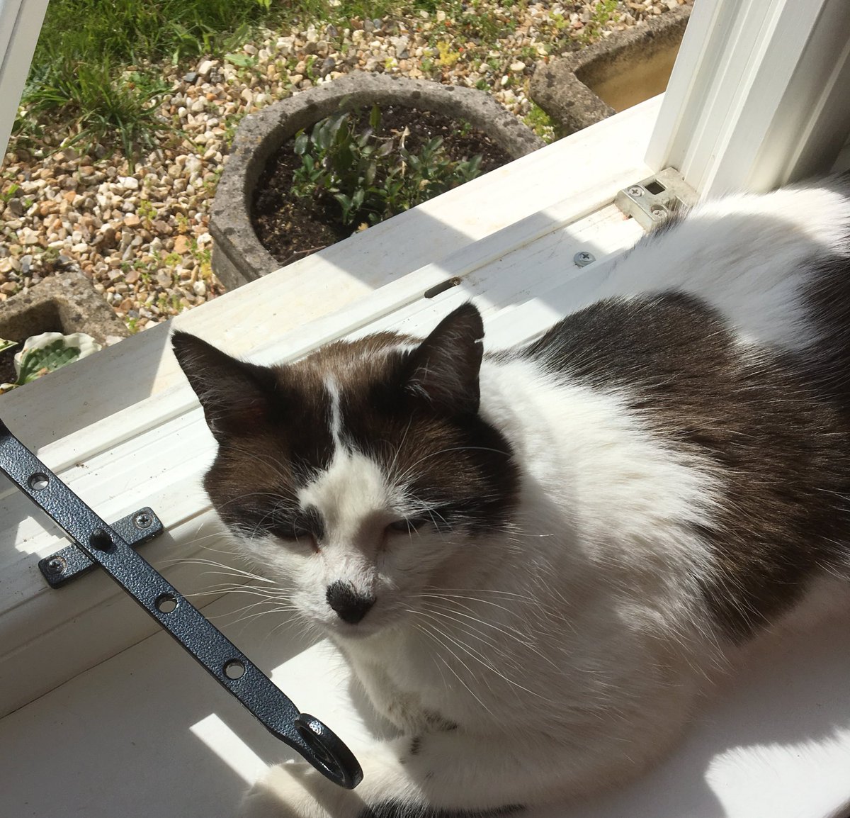 Cats4SW's tweet photo. Enjoying another lovely day in SW #BankHolidayWeekend #liveworkplaySW - Yarty https://t.co/id0wIYttrK