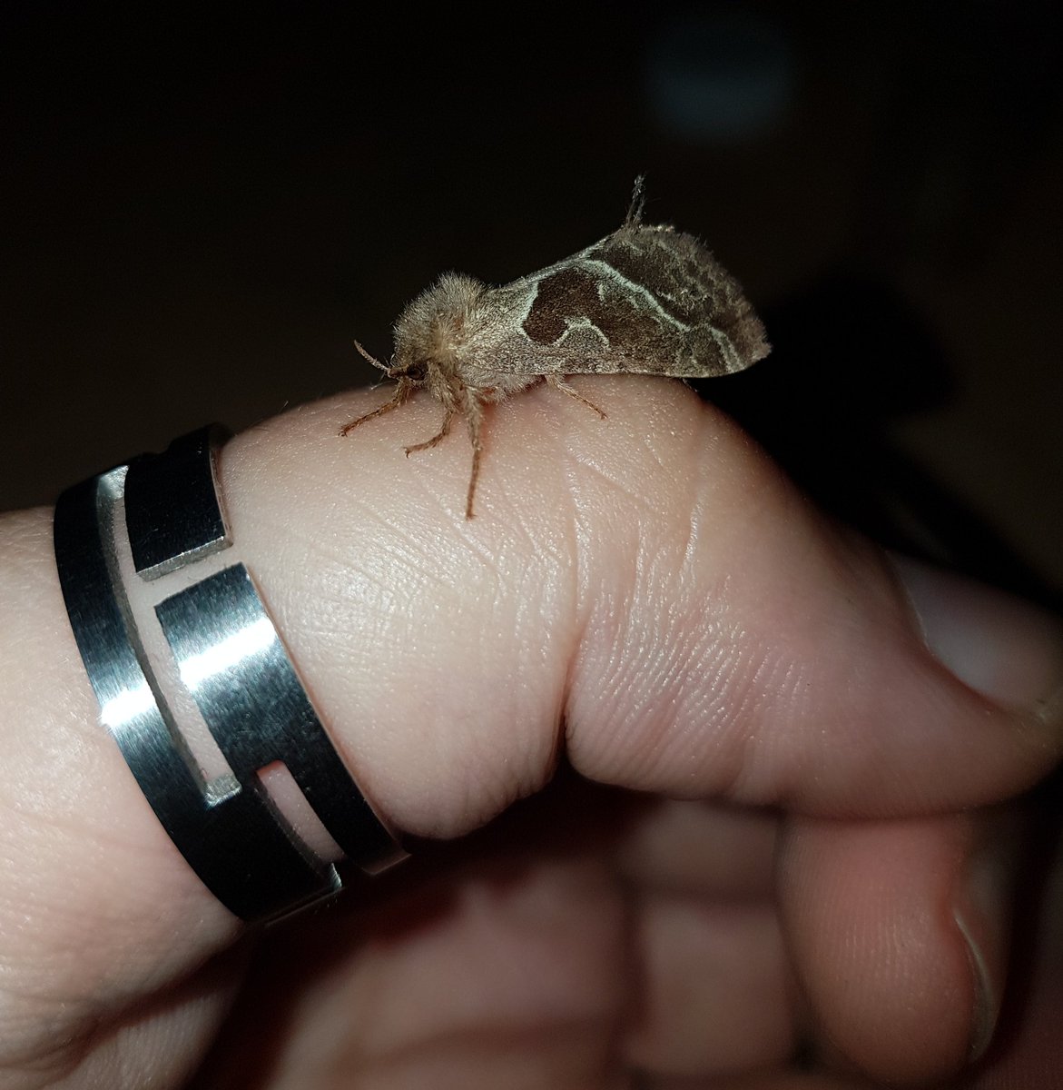 MothsUKFT's tweet photo. Orange Swift female dark form. #teammoth https://t.co/a7EMNvmbjL