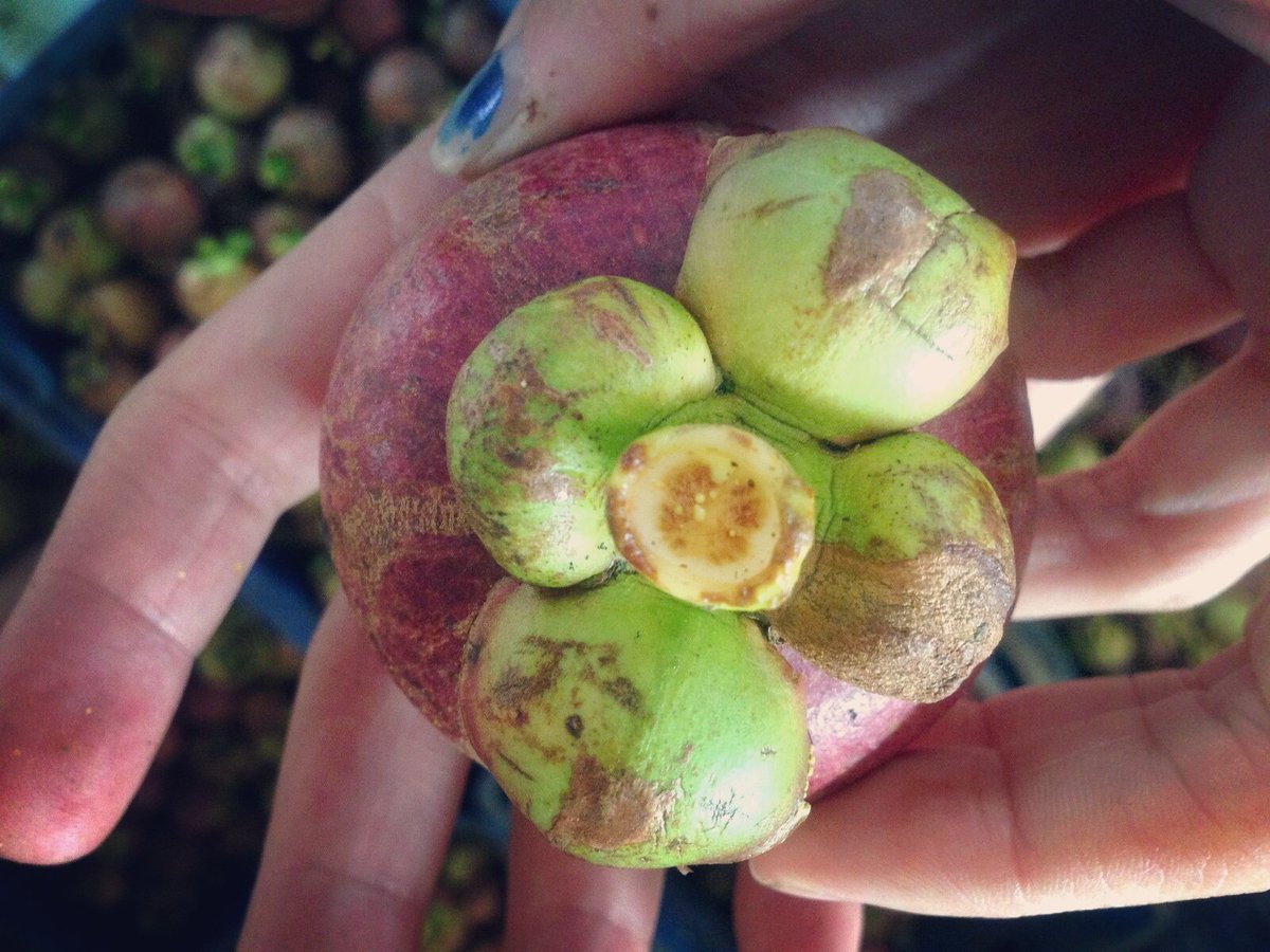 JavaFresh_Fruit's tweet image. 🌴 From Indonesia to Paris ☀ Le mangoustan adore découvrir les marchés français 👍 @lefortdeshalles @Marchesdegros #tendance #decouverte