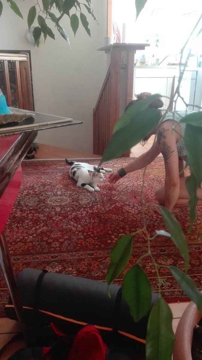 VictroLescro's tweet photo. Hihi, Orsonne qui fait connaissance avec une amie de la Pujadas (si fier !) https://t.co/y2DwUkbQaY
