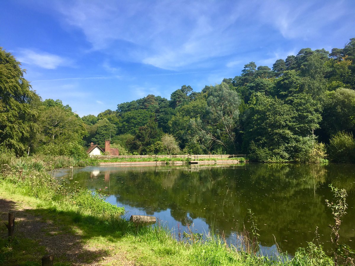 Out_of_the_Loop's tweet photo. A Monday walk to Friday Street and sunny Leith Hill. https://t.co/yeLa0Bu2WB
