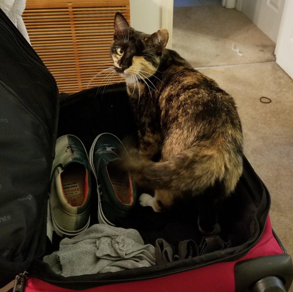 Every time I go back to work....#love #travelbuddy #cats #CatsOfTwitter #AdoptDontShop #ilovemycat #furbaby