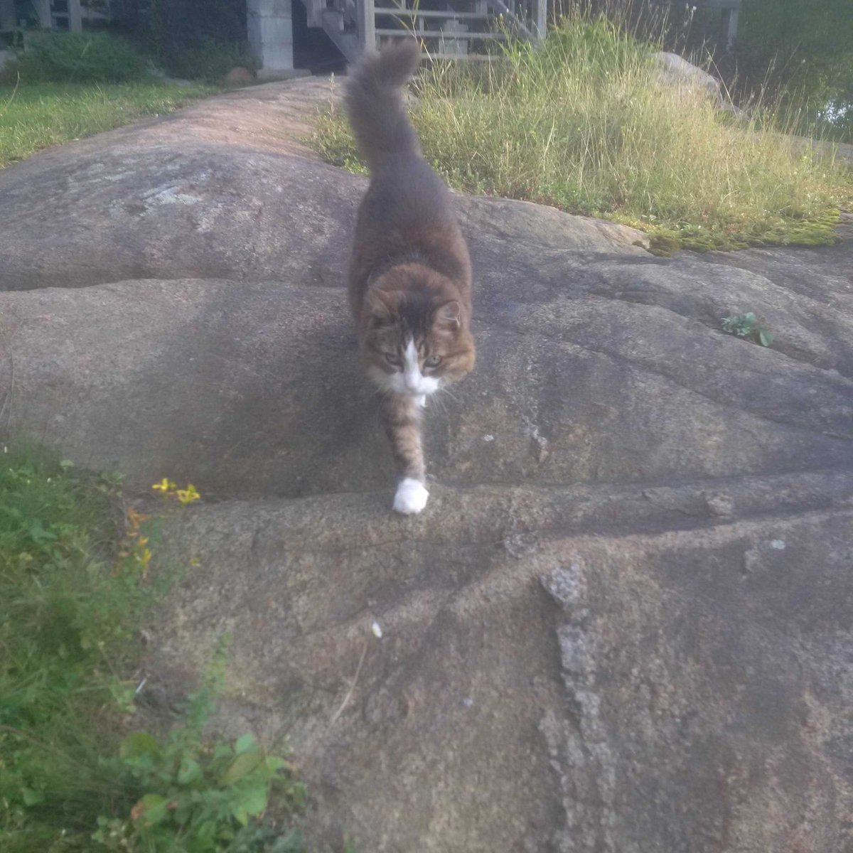 mcauz56's tweet photo. Explain to me HOW this 19 year old cat with NO claws killed 2 birds over the weekend. She was NOT kind to the bodies https://t.co/SOn5ygV1oK