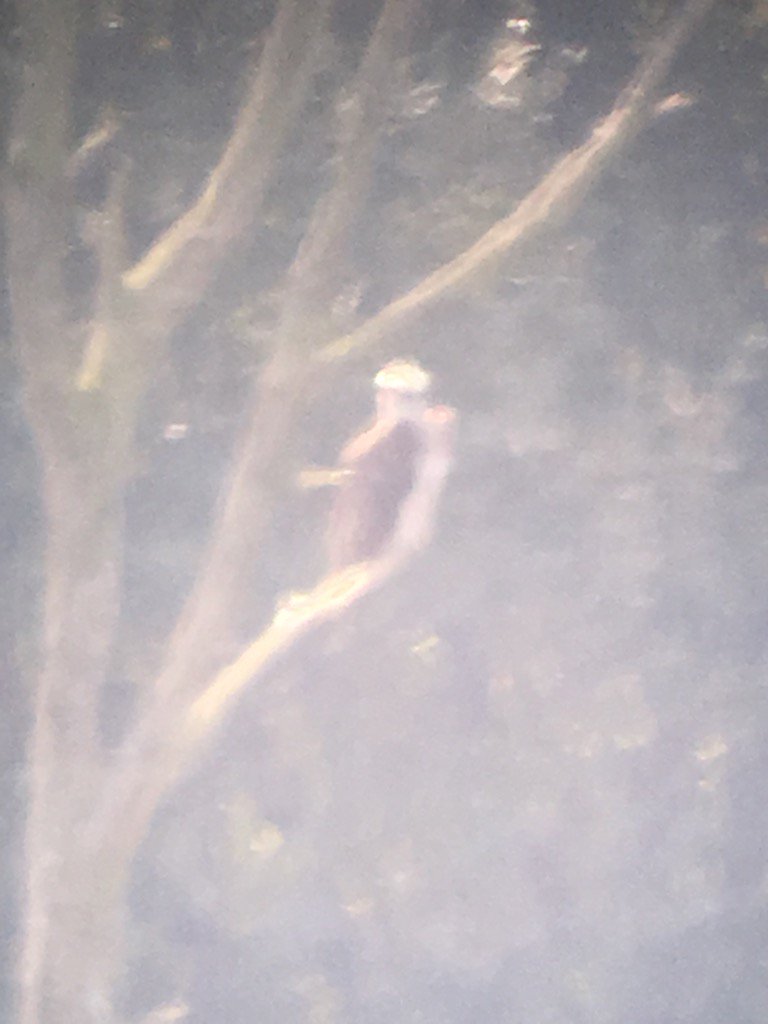 01000011S's tweet photo. Bank Holiday Osprey at Shapwick! Proper foggy! #dirtyscope https://t.co/fSpWKHYwUj