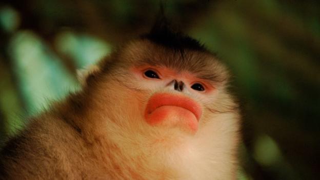 Strange_Animals's tweet photo. A very grumpy looking Yunnan snub-nosed monkey!

(Photo: Xi Zhinong) https://t.co/I6fxNLJIE2