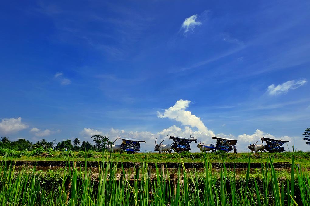 tavare24karat's tweet photo. Pulang #gerobaksapi #jogjapunya #jogjatoday #phototoday https://t.co/s2GigcYuYX
