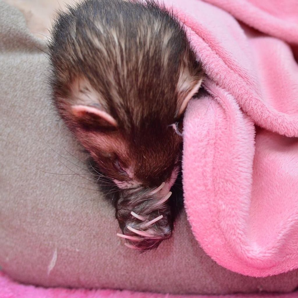 ackey_73's tweet photo. はなちゃんのお写真タイム♪
ʢ-ૢ·̫-ૢʡ<むにゅ〜今週もたくさんうまうまできますようにだもん♪
#はなちゃんのお写真タイム #hanaphototimes #ferret #pet #petstagram #instafer… https://t.co/RdCIg9tx1k https://t.co/kHCvCqmZJv