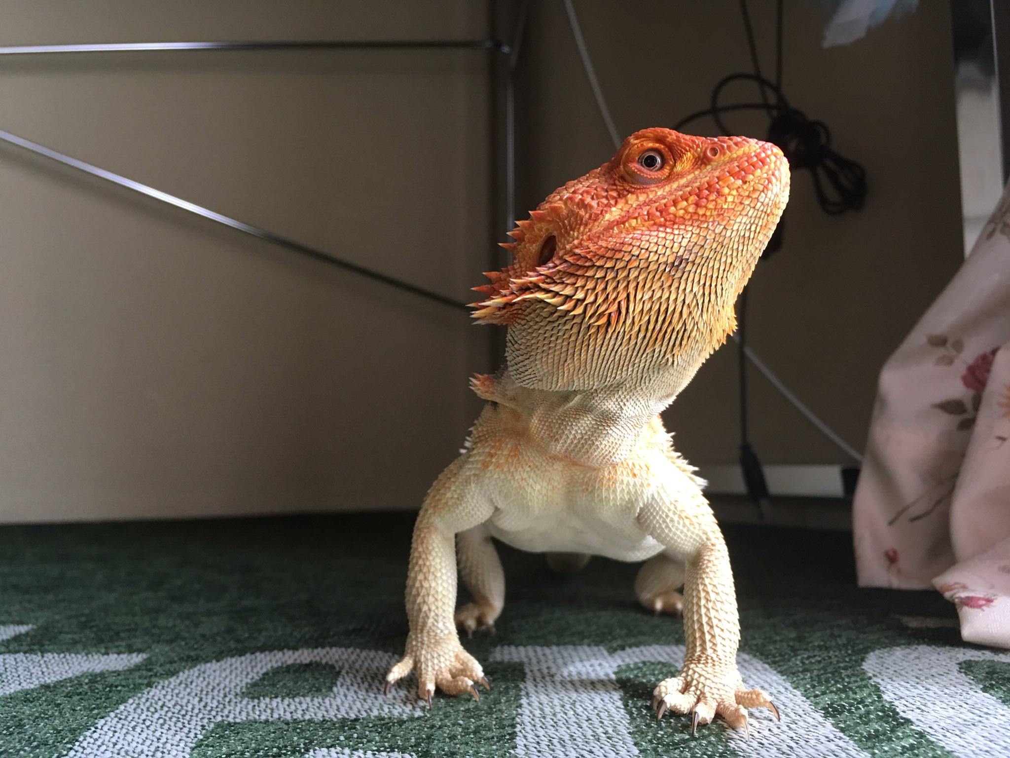 Twitter 上的 ツク之助 新作ガシャポン発売中 恐竜と普通の爬虫類の違いは 足がまっすぐ生えているか 横から生えているかです 恐竜はまっすぐ立ちますが 普通の爬虫類は横から生えているためベタッと地面に伏せた姿になります T Co Nmjuiqtfnq Twitter Twitter 上的 ツク之助 新作ガシャポン発売中 恐竜と普通の爬虫類の違いは 足がまっすぐ生えているか 横から生えているかです 恐竜はまっすぐ立ちますが 普通の爬虫類は横から生えているためベタッと地面に伏せた姿になります T Co Nmjuiqtfnq Twitter