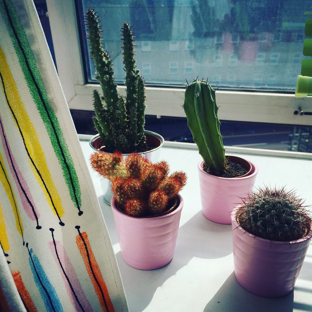 KnitAndDestroy's tweet photo. Me and my cacti 🌵 enjoying the sunshine in my studio today! https://t.co/zKUx4Vhcqm