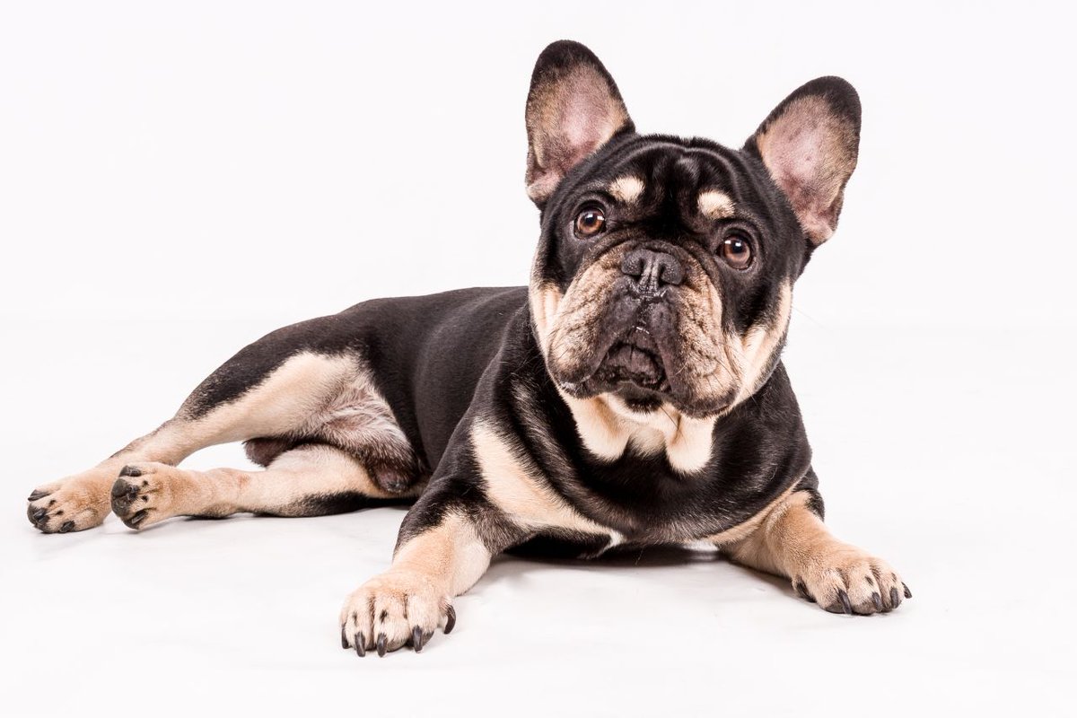 UKPetscom's tweet photo. Outstanding  Boy For Stud Atat Dd Bb Kyky #Dogs #FrenchBulldog #ForStud #DogsForStud #pets #ukpets  https://t.co/nXm7DGWxSh https://t.co/nCgSUZkoxl