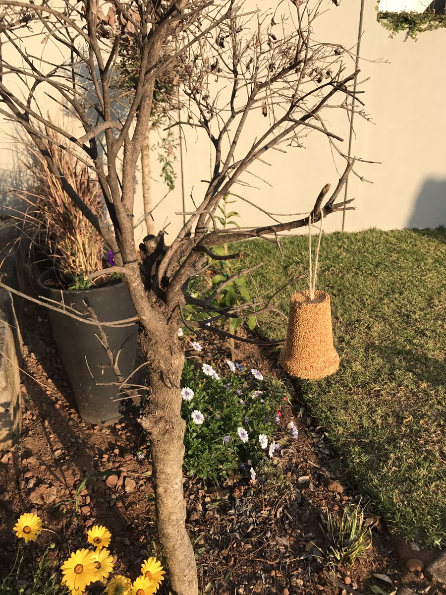 ValemountFeeds's tweet photo. Sampling new smaller seed bells. Your thoughts? https://t.co/veoMn6QRQr