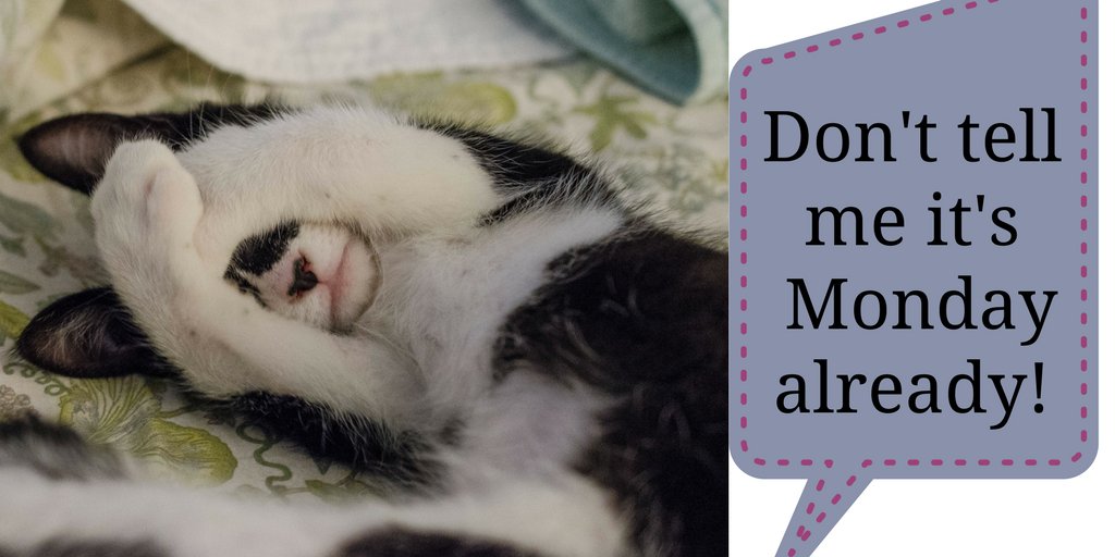 BestCatTips tweet picture