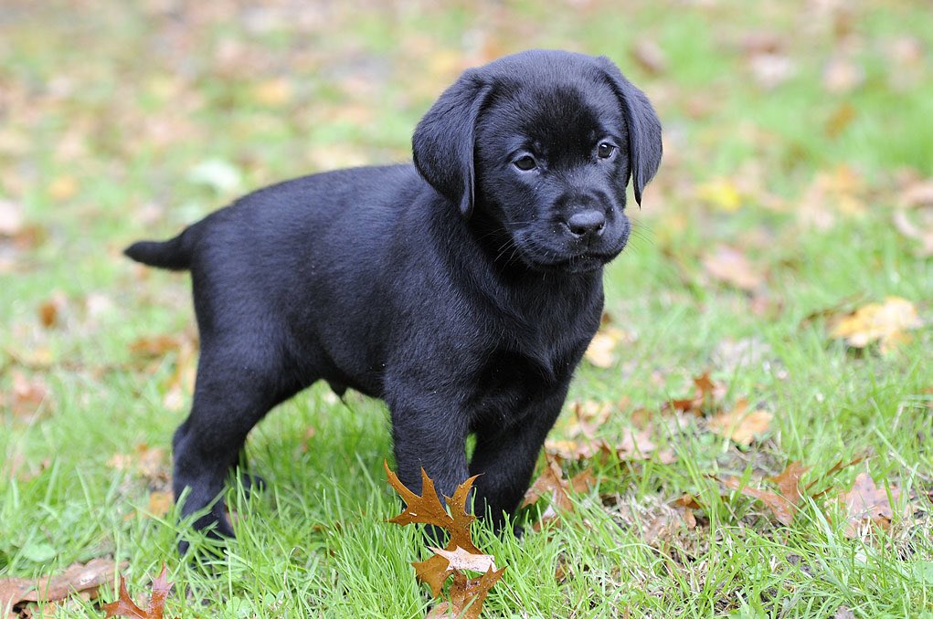 #Nemo le chien adopté par E. Macron bénéficera du statut officiel de 1er chien, il gagnera 1200€ par mois et aura 1 collaborateur-promeneur.