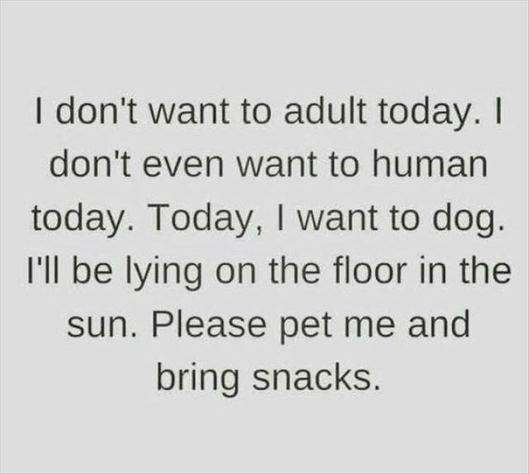 GinaValley's tweet photo. I want to cat today. I'll lie in the sun & everyone will stay away from me & let me nap.
#roughweekend #needavacation #fromreallife #giggles https://t.co/964bJO8i5d