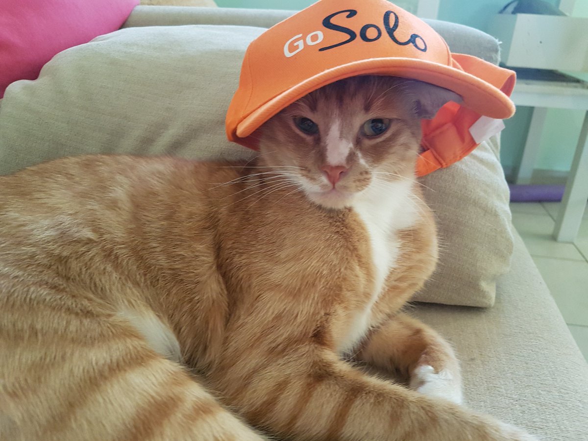 LiveU's tweet photo. Have you voted for Solo yet? This little guy has! @StrMediaShows #RCAwards #VoteForSolo https://t.co/wifN2tnZMk https://t.co/ihMsyZRBbH