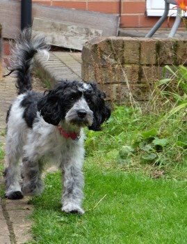 rosiedoc666's tweet photo. WINNIE #missing 26/8/17 female #cockapoo #TownFields #Doncaster #DN2 last seen #DunlearyRoad #SandringhamRoad https://t.co/2p5izlTVLb https://t.co/mEQL4Yy0vb