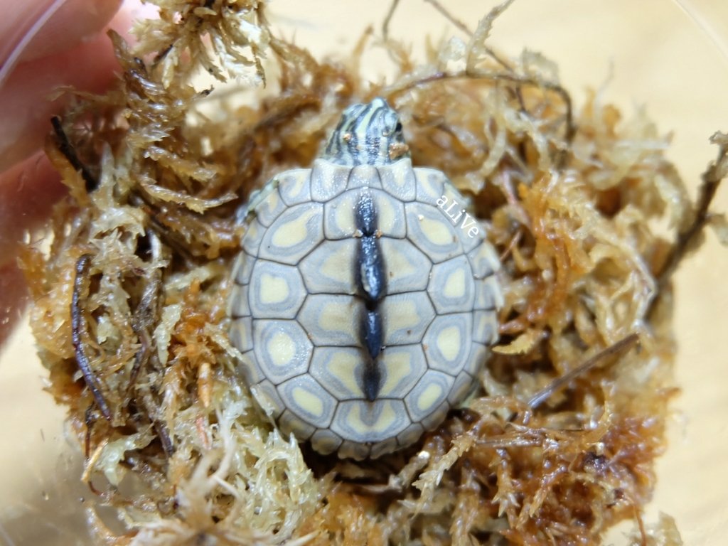 爬虫類ショップ アライブ Alive せっかちさんはキマダラチズガメでした 今年で3度目の繁殖 毎回興奮します いつも親に似てブロッチの大きい綺麗な子が産まれてくれます 可愛いぃぃ T Co Rqvpfw4svl Twitter 爬虫類ショップ アライブ Alive せっかちさんはキマダラチズガメでした 今年で3度目の繁殖 毎回興奮します いつも親に似てブロッチの大きい綺麗な子が産まれてくれます 可愛いぃぃ T Co Rqvpfw4svl Twitter