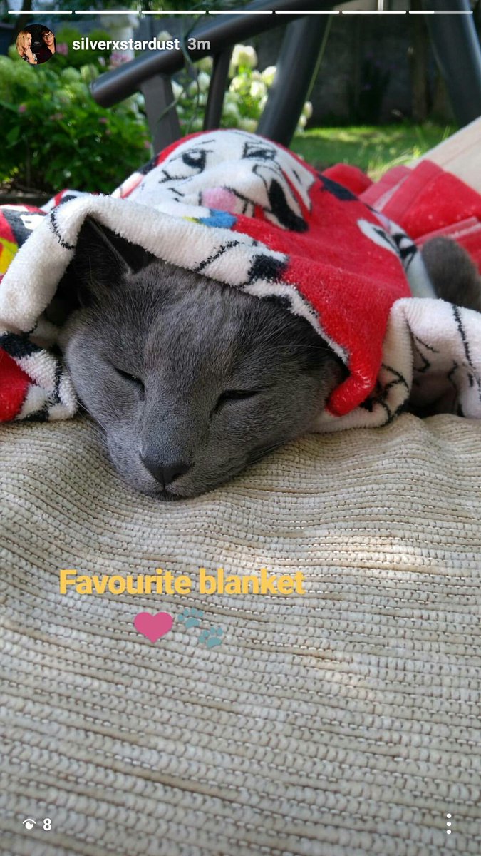 SilverxStardust's tweet photo. 🐾❤🎉😻✨ from my IG story 😉 #exploringwithMati https://t.co/FuLW18i4k7