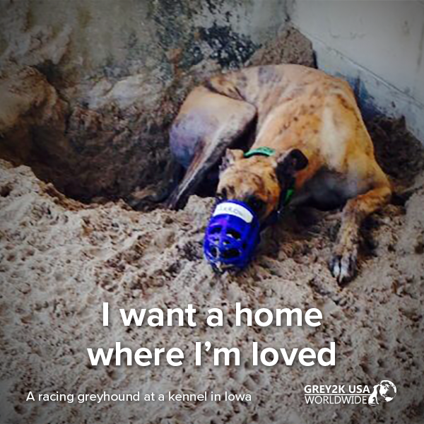 GREY2KUSA's tweet photo. Together we can free all greyhounds from dog racing cruelty! Join us to help fight for these dogs: https://t.co/dESozjCB2a #NoLifeForADog https://t.co/KRp7DkT6bV