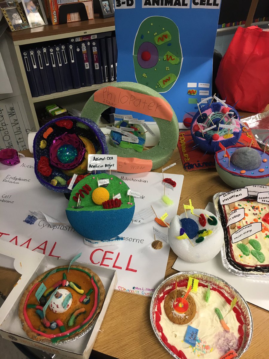 MrsPaigeJorge's tweet photo. Always so impressed with our students' creativity! #cellproject #busyweekend #5thgradescientists @CGETwolves https://t.co/mQgO9wk6v3