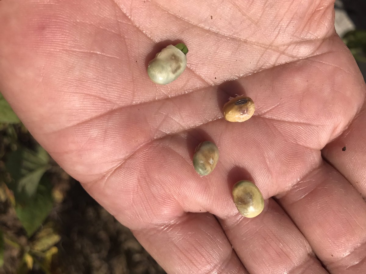 Redbanded stink bug at treatment level through Altheimer, Pine Bluff, Stuttgart. Scout your beans, esp. R6-R7.5! Not on cool mornings though
