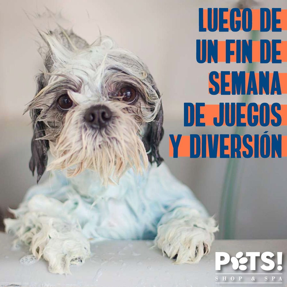 PetsShopandSpa's tweet photo. ¡Feliz Lunes! Trae a tu mascota a recibir su baño, recuerda que un perro saludable debe asearse cada 15 a 30 días. https://t.co/0PqrLARzPf