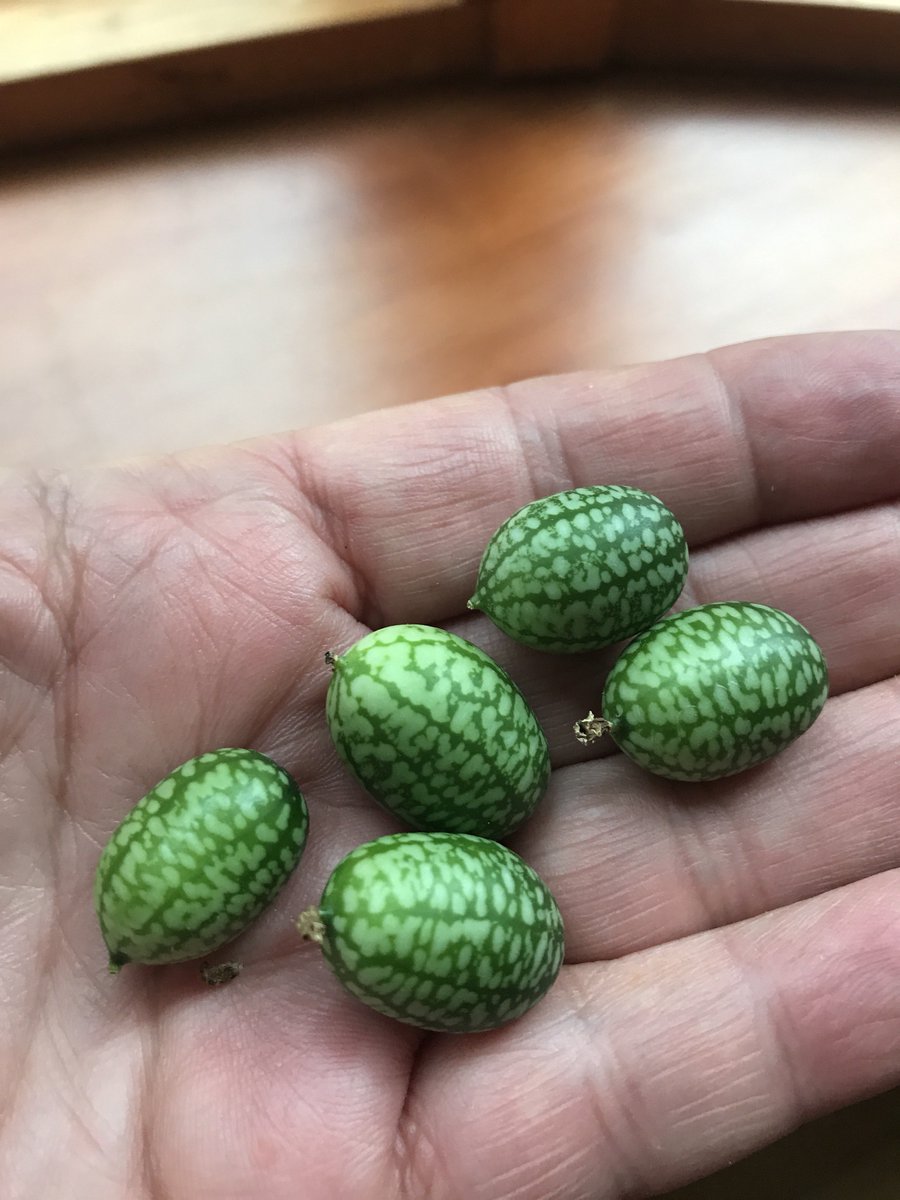 mrsbowen's tweet photo. Cucamelons. So good taste like a #cucumber looks like a mini #watermelon #garden #growfromscratch #trynewthings #homested https://t.co/3FpKuOmAka