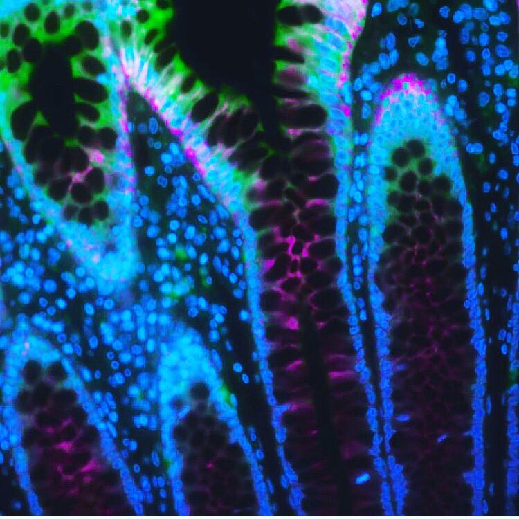 Cytiva's tweet photo. It's #MicroscopyMonday. Here's a cool image of a kidney section taken on the #INCellAnalyzer by @MaggieVantan ! π¬π¬π¬π¬ https://t.co/MivY9WHmQQ