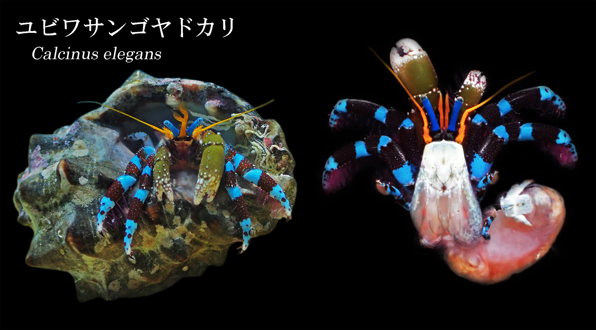 でんか Twitterissa ユビワサンゴヤドカリ 日本のヤドカリではトップクラスのカラフルさ エレガンス T Co Cgdbffhhcx Twitter