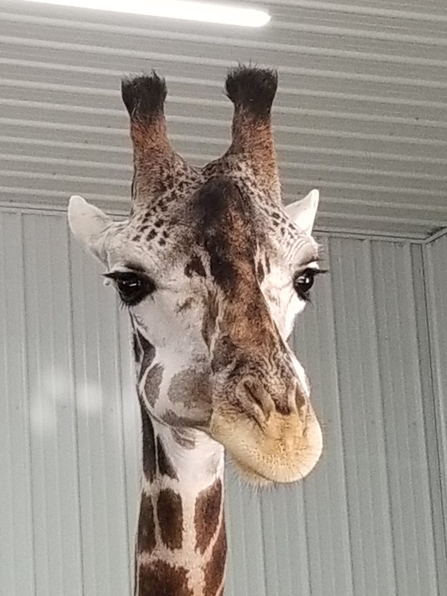 theroadtripkid's tweet photo. This is my new #giraffe #BFF Bert. I think he needs his own Twitter page. Show Bert some love people. Hit the β€οΈ #giraffeencounter #wilstem https://t.co/vBpzgmAYIK