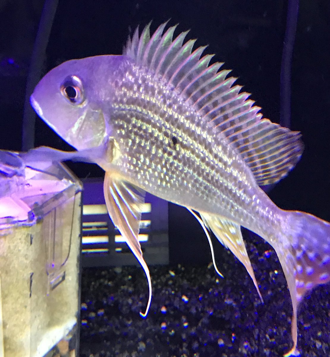 キラキラお魚?✨ ゲオファーガススリナメンシス‼️ なかなか見ごたえ 