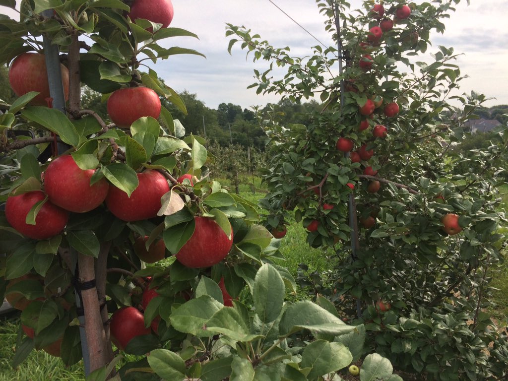Look for these Honey Crisp soon! #PaApples #Pafarming #Buylocal