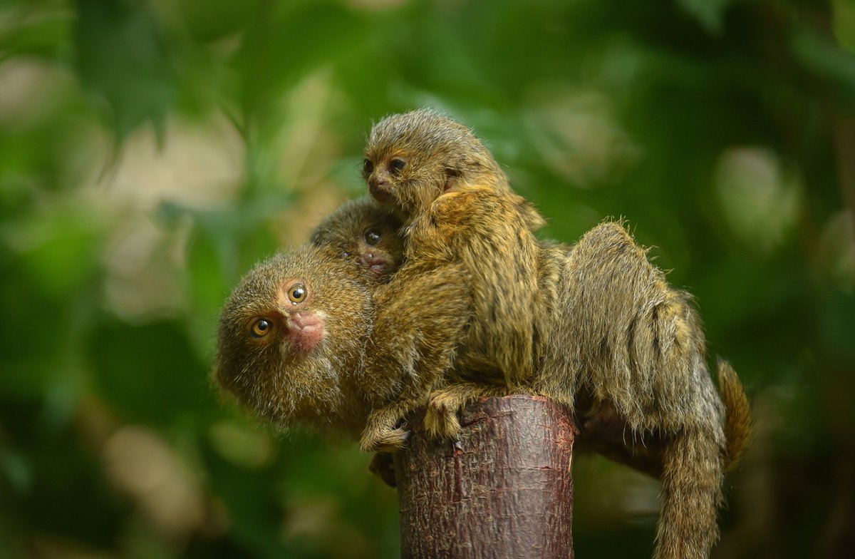 chesterzoo's tweet photo. Tiny twins hitch a ride! 😍🐒🐒
#PygmyMarmosetBabies https://t.co/AS4esEHQeg