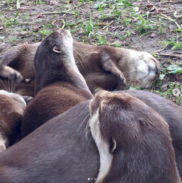 ZWFMiami's tweet photo. Lazy otter day 💙🐾😎 https://t.co/JV9vW4AZdd
