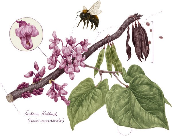 #OpEd Cure Yourself of Tree Blindness >> ow.ly/41Nz30eJ4vW <a href="/nytimes/">The New York Times</a>