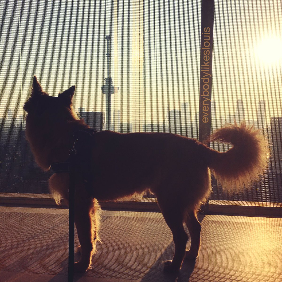 everybodyll's tweet photo. Enjoying the view #Rotterdam 🐕 #vsco #010 https://t.co/dPxqDVYHXc