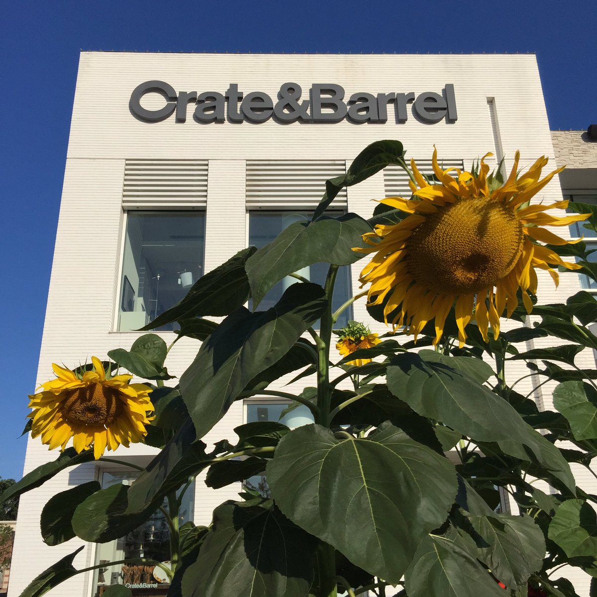 Looks like a sunny day at Derby! 🌻🌻🌻 #summeratderbystreet