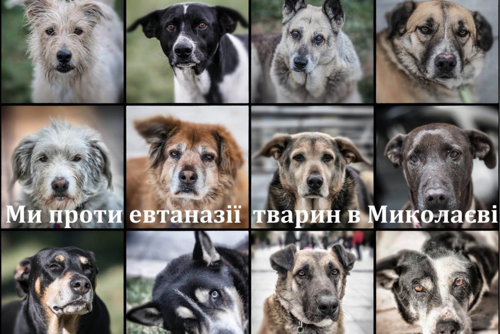 kormotechsocial's tweet photo. У Миколаєві зібралися стратити 5 тисяч собак! Просто немає слів! Деталі гучної справи за посиланням - https://t.co/ieKoXP5Zh4 https://t.co/xyiakIws3A