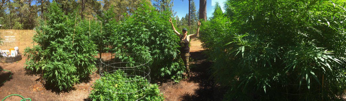 chicohempfest's tweet photo. I love my grandpa's garden!! #chicohempfest #eddylepp #jackherer #thanksdad #terrakarma #badlandsdabs #mendodope #realone209 https://t.co/aVmYSIJsfl