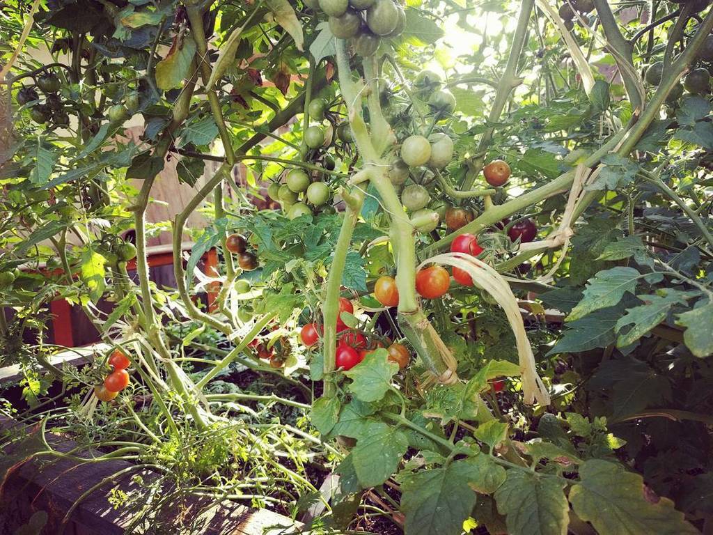 WorklabParis's tweet image. Tomates du Worklab - année 2. Enfin elles sont là ! 😀 #worklabparis #urbangarden #sharedspace #coworking #collabor… ift.tt/2gjhVn5