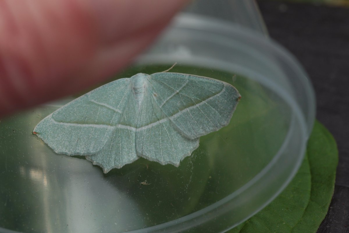 rospeth's tweet photo. @MothsUKFT  What is it about green moths? This Light Emerald from couple of days ago https://t.co/xq44YMPNTS