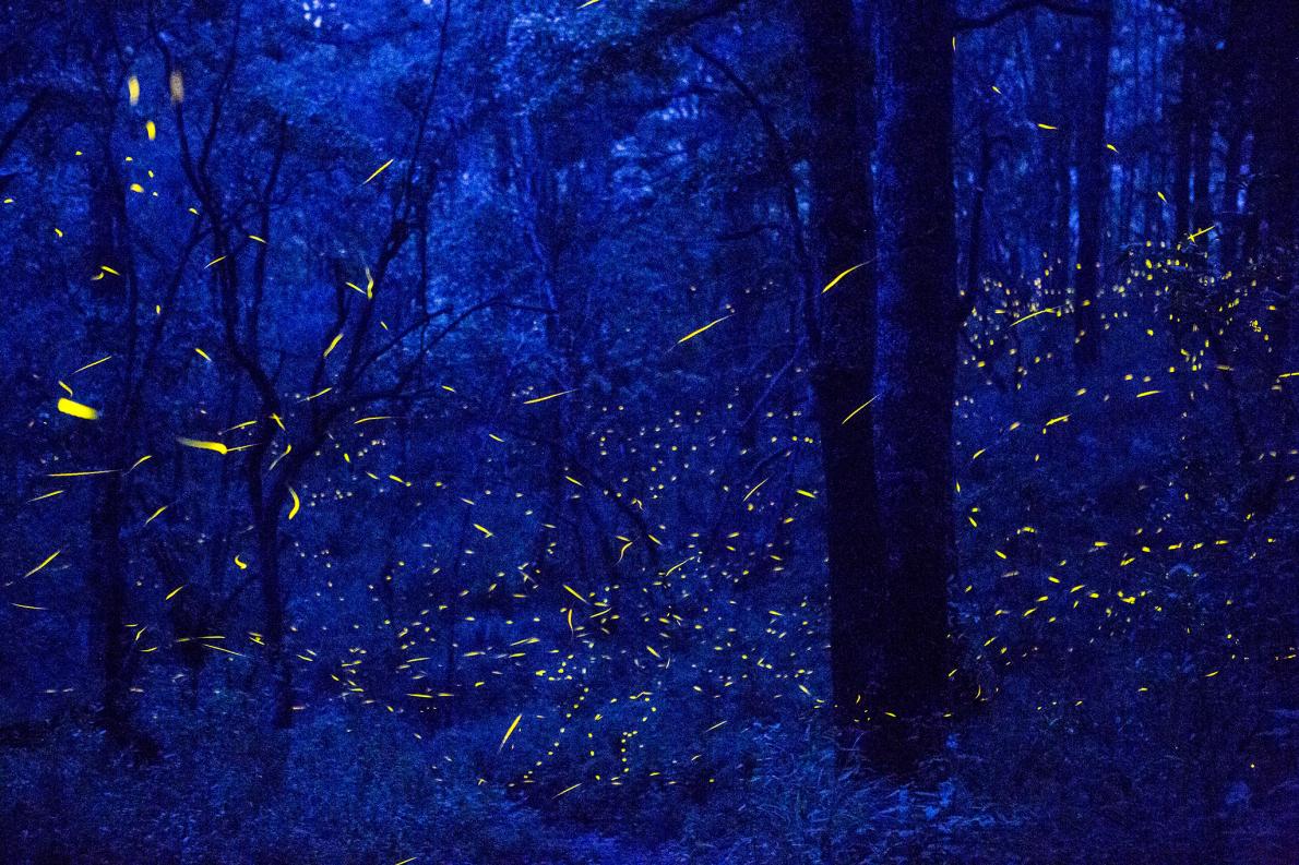 SECTURTlaxcala's tweet photo. .@NatGeoPhotos nos regala este artículo: "How Fireflies Are Keeping This Tiny Mexican Town Alive" 🐛🌲🌲🌲 https://t.co/WuWi2pJAK7 #FelizLunes https://t.co/5HpKqg9yKu