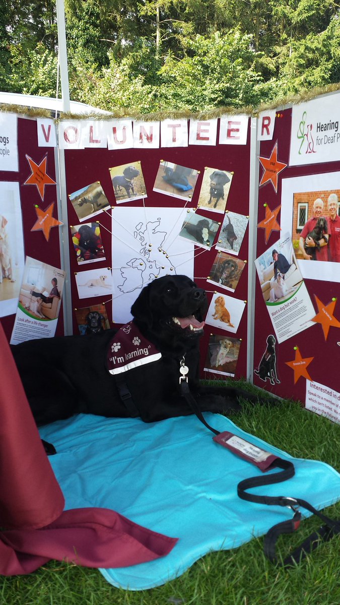 HearingDogsYork's tweet photo. Handsome @HearingDogs trainee Theo popped by to meet and greet at #ItsAPockOut earlier today #CommunityFunDay #SpreadingTheWord #Charity https://t.co/qfFCG1bTYY