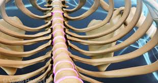 pilatesgather's tweet photo. Thoracic spine session with the amazing Gill Wrigley explore moves for this important area. More on web page @pilatesfound @ModernPilatesUK https://t.co/DKaCPEBrjg