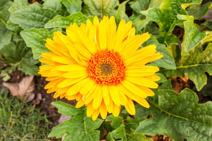 Inspirationgap's tweet image. Let happiness be your compass. Allow your magnificence to unfold...No need to hold back
#JOYRendezvous #SeventhSense #Sensemaking #DISA #LIA